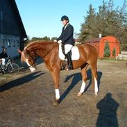 Dansk Varmblod Granlygårds Don