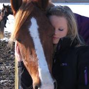 Welsh Cob (sec D)  Sophie solgt