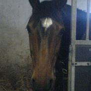 Dansk Varmblod Diana Ferro