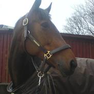 Dansk Varmblod Diana Ferro