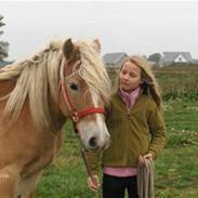 Haflinger Fritz! Solgt*