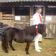 Shetlænder Nørbæks Sille 