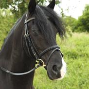 Welsh Cob (sec D) Valhallas Macbeth *RIP*