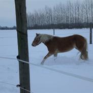 Haflinger Frederikke