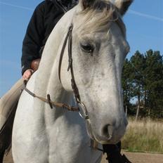 Connemara Flying A / Amico