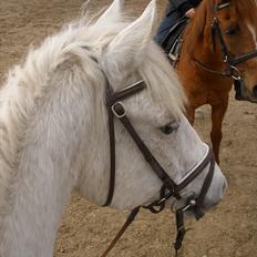 Connemara Flying A / Amico