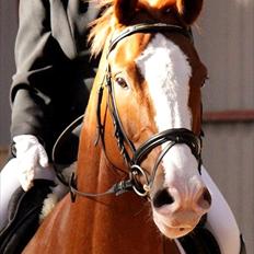 Dansk Varmblod Caiser