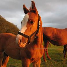 Dansk Varmblod Caiser