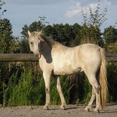 Connemara Flying A / Amico