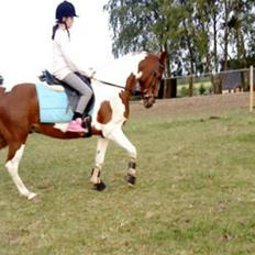 Anden særlig race Quick step<3