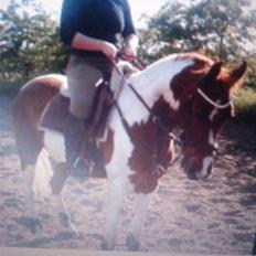 Anden særlig race Quick step<3