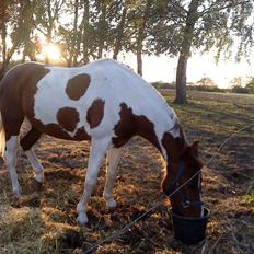 Anden særlig race Quick step<3