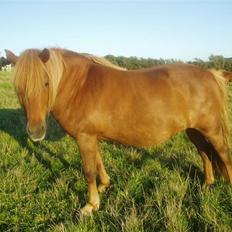 Islænder Lady (død)