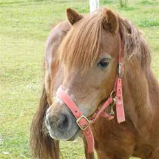 Shetlænder Bella