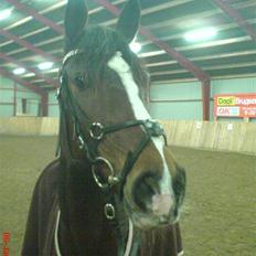 Dansk Varmblod Cavan :') Solgt