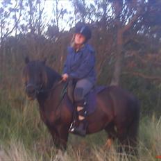 Shetlænder sararbi(biss)