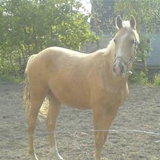 Palomino Østrupsgaard Magico