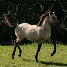 Anden særlig race chinosch (MiTho's  cosi)