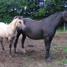 Anden særlig race chinosch (MiTho's  cosi)