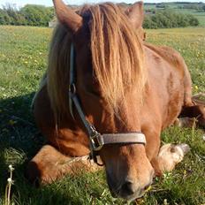 Islænder Lady (død)