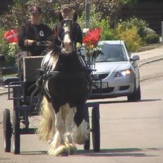 Irish Cob Robin Ó Reily   <<SOLGT>>