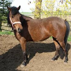 Anden særlig race Hope