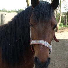 Anden særlig race Hope