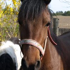 Anden særlig race Hope