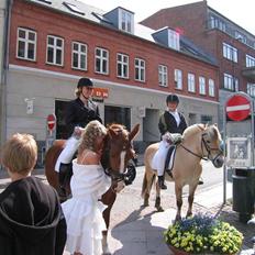 Welsh Cob (sec D)  Sophie solgt