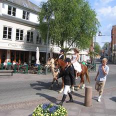 Welsh Cob (sec D)  Sophie solgt