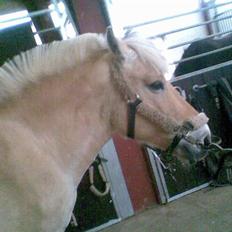 Fjordhest Mølgaards Roxann **SOLGT**