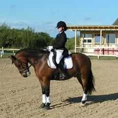 New Forest Texas"Stjerne-ponyen" Solgt*