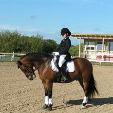 New Forest Texas"Stjerne-ponyen" Solgt*
