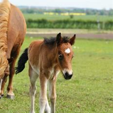Islænder Hrókur fra Villa Thule