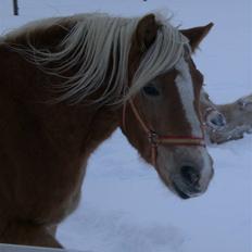 Haflinger Frederikke