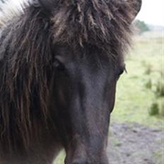 Islænder Mist fra Nørhå
