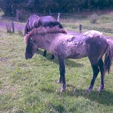 Islænder Mist fra Nørhå