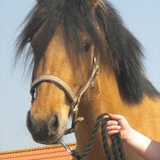 Anden særlig race Maiden