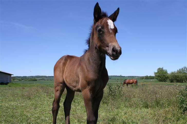 Connemara Broholm's Unique billede 5