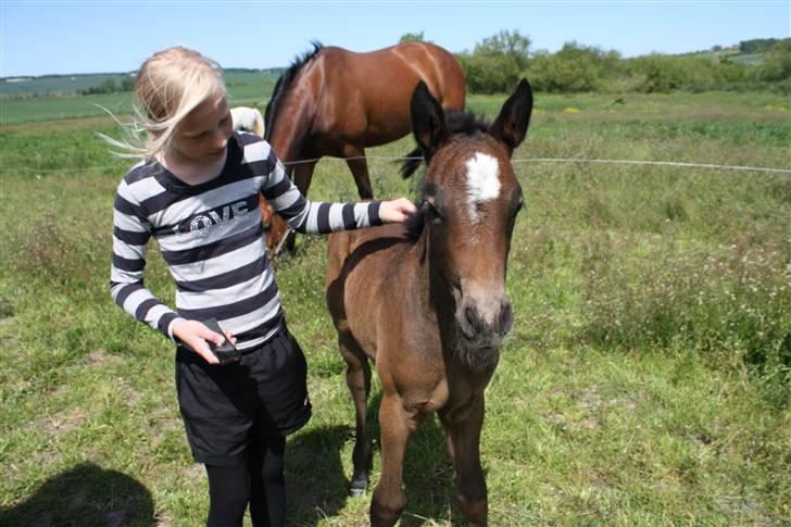 Connemara Broholm's Unique billede 6