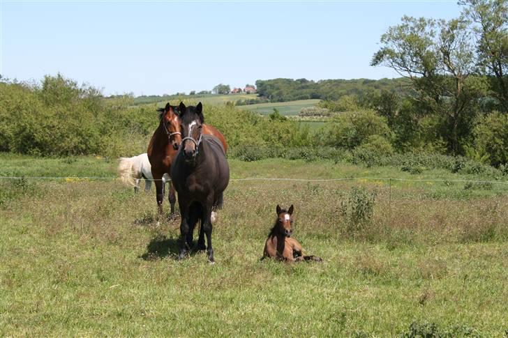 Connemara Broholm's Unique billede 7