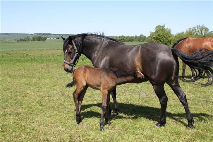 Connemara Broholm's Unique billede 8