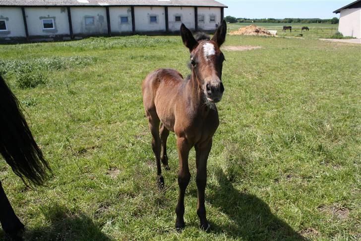 Connemara Broholm's Unique billede 9