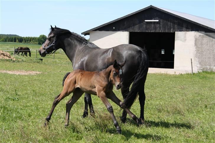 Connemara Broholm's Unique billede 10