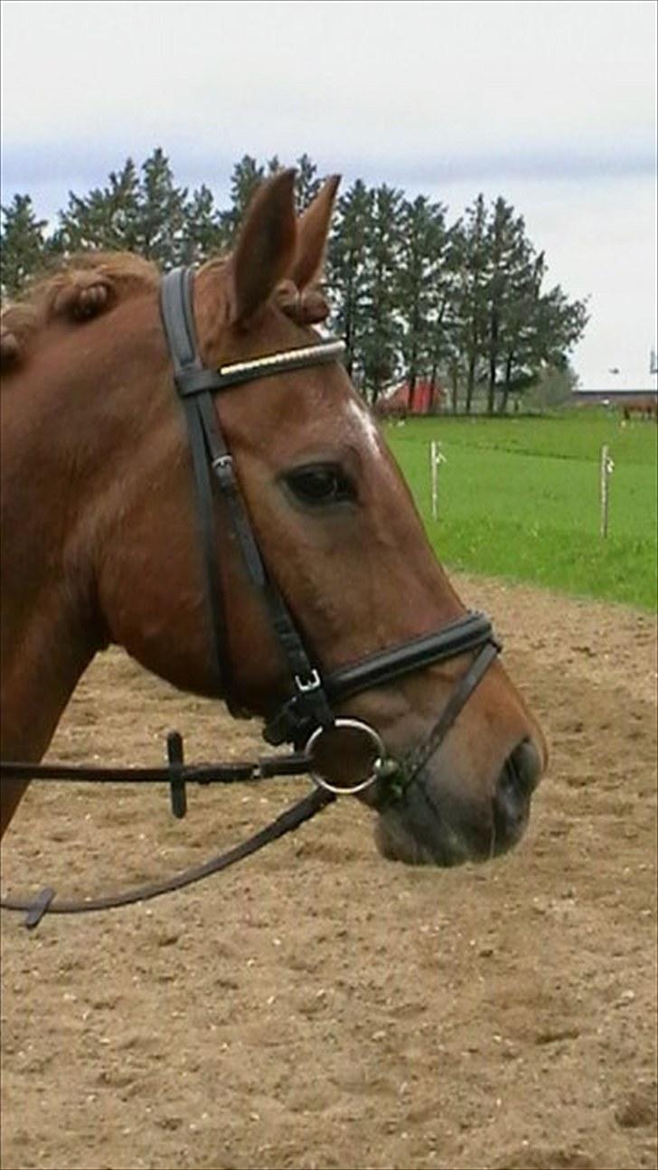 Anden særlig race Picasso - Velkommen til Picasso profil. :D Her rider vi på SRR :) billede 1