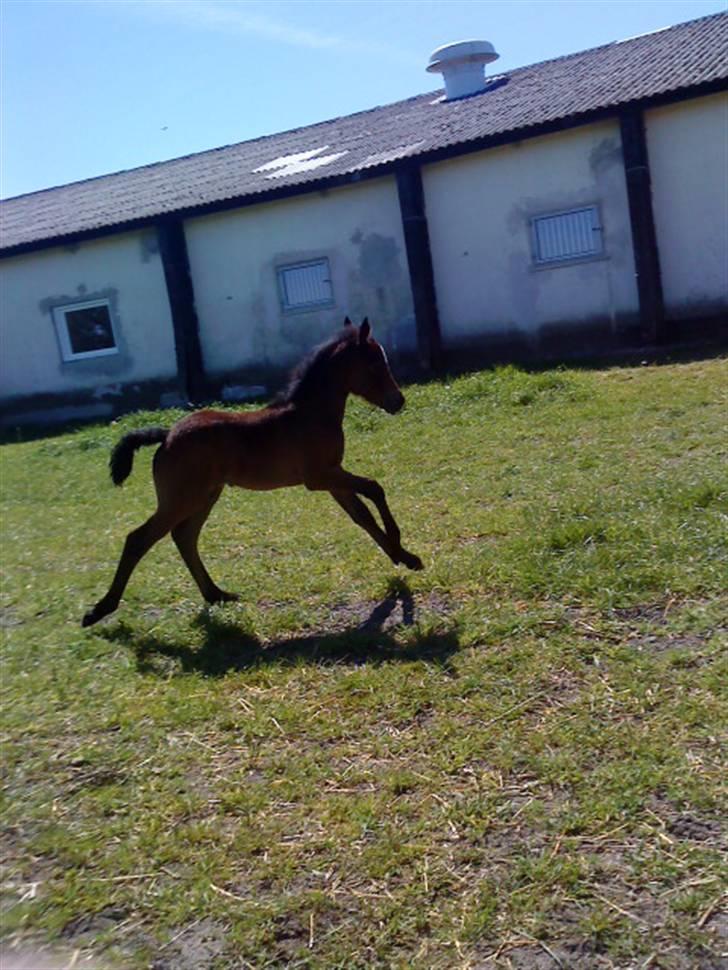 Connemara Broholm's Unique billede 11