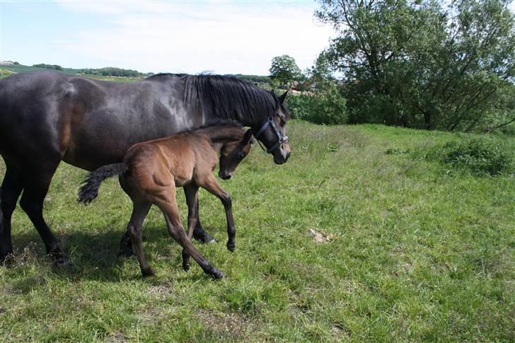 Connemara Broholm's Unique billede 12