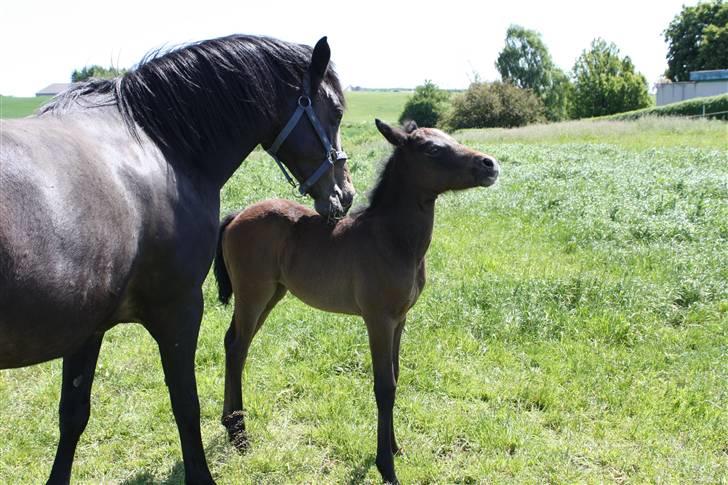 Connemara Broholm's Unique billede 13