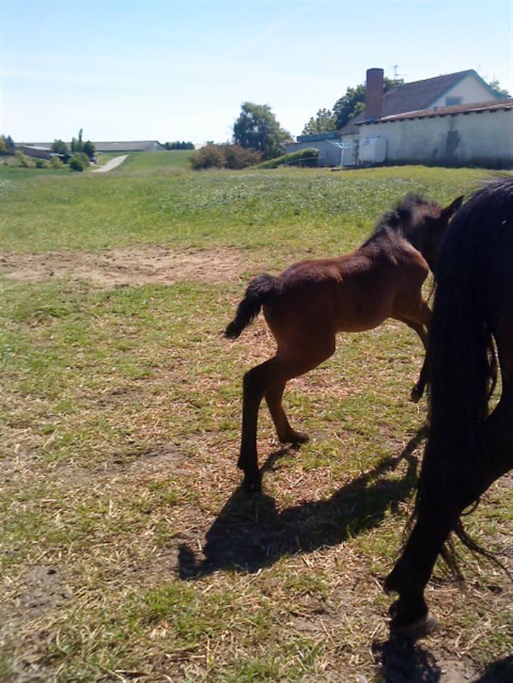 Connemara Broholm's Unique billede 14