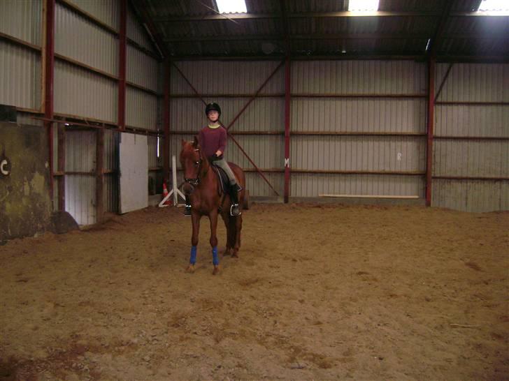 Anden særlig race Picasso billede 2